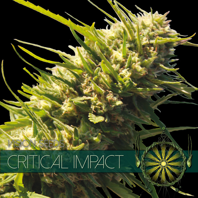 CRITICAL IMPACT Vision Seeds