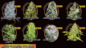 Vision Seeds Autoflower Strains