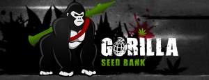 Gorilla Seed Bank, Vision Seeds reseller since 2013