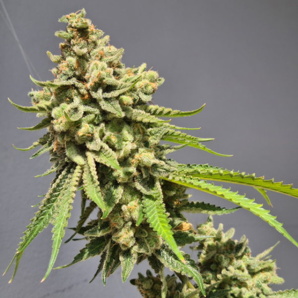 View of (Auto) Stawberry Haze - Vision Seeds
