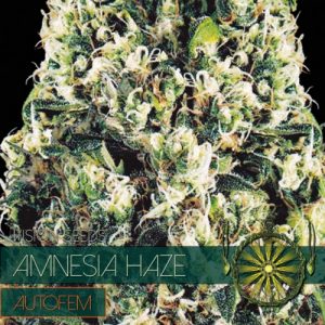 Amnesia Haze – AutoFem - Vision Seeds