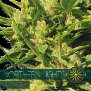 Northern Lights – AutoFem - Vision Seeds