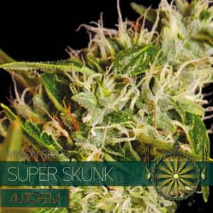 Super Skunk – AutoFem - Vision Seeds
