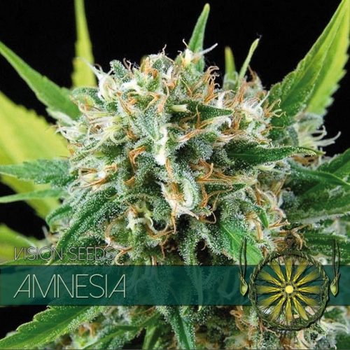 Amnesia - Vision Seeds