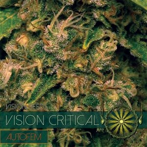Vision Critical - AutoFem - Vision Seeds