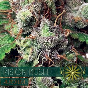 Vision Kush - AutoFem - Vision Seeds