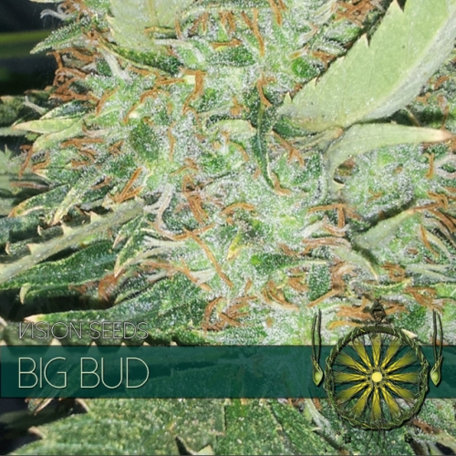 Big Bud - Vision Seeds