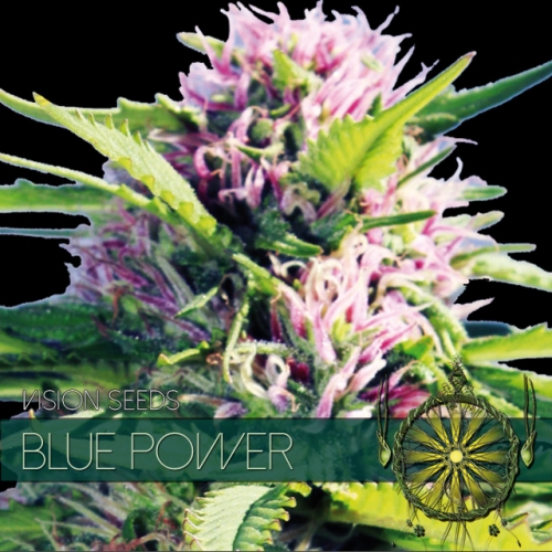 Blue power seeds