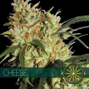 Cheese - Vision Seeds