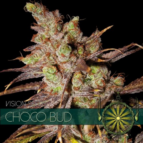 Choco Bud - Vision Seeds