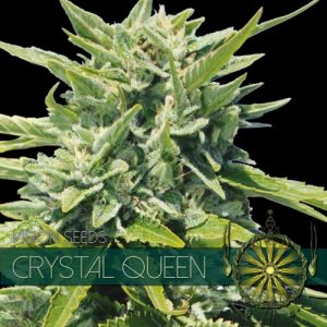 Crystal Queen - Vision Seeds