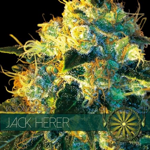 Jack Herer - Vision Seeds