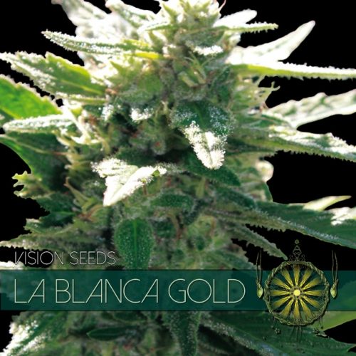 La Blanca Gold - Vision Seeds