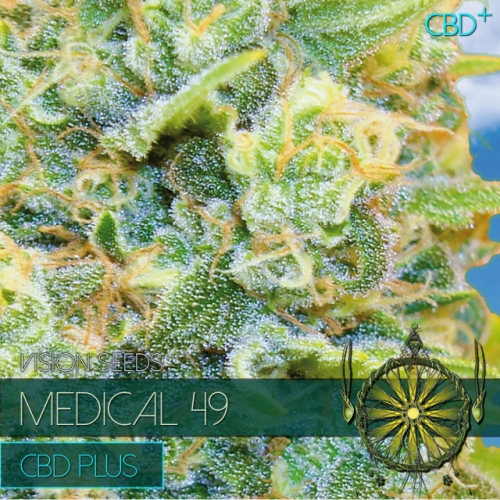 Medical 49 – CBD+ - Vision Seeds