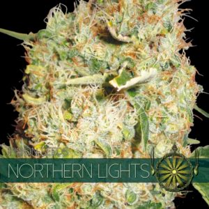 Northern Lights - Vision Seeds