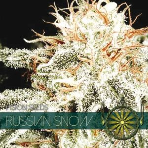 Russian Snow - Vision Seeds