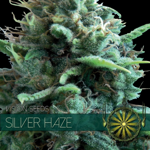 Silver Haze - Vision Seeds