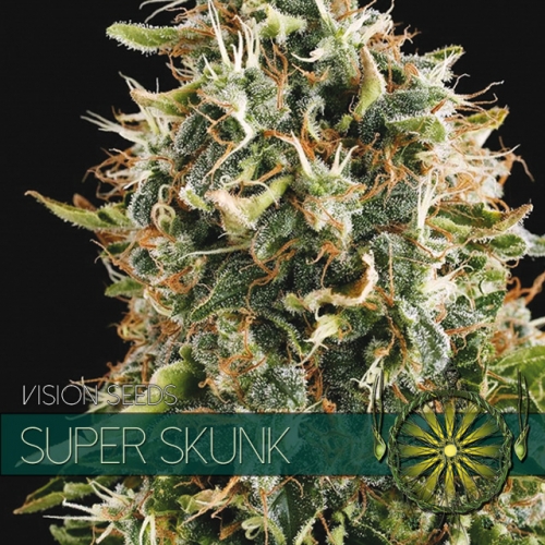 Super Skunk - Vision Seeds