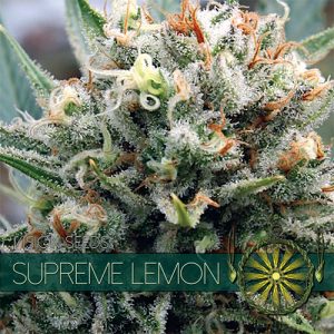 Supreme Lemon - Vision Seeds