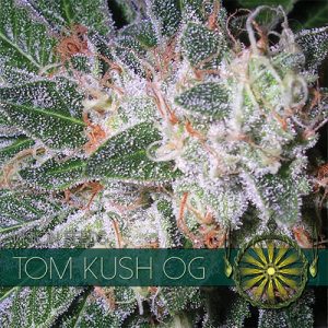 Tom Kush OG - Vision Seeds